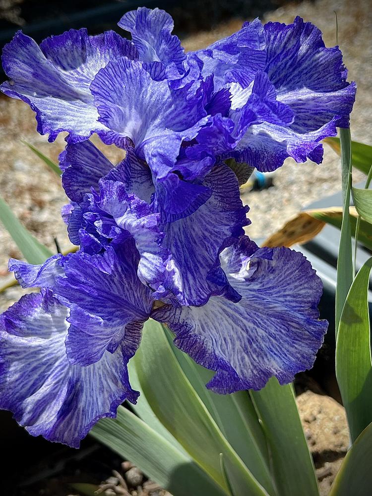 Photo of Tall Bearded Iris (Iris 'Starlit Blue') uploaded by LizzyLegs