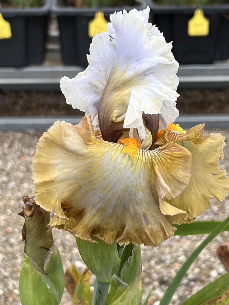 Photo of Tall Bearded Iris (Iris 'Venus Bay') uploaded by LizzyLegs