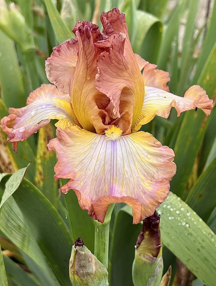 Photo of Tall Bearded Iris (Iris 'Scottish Reel') uploaded by LizzyLegs