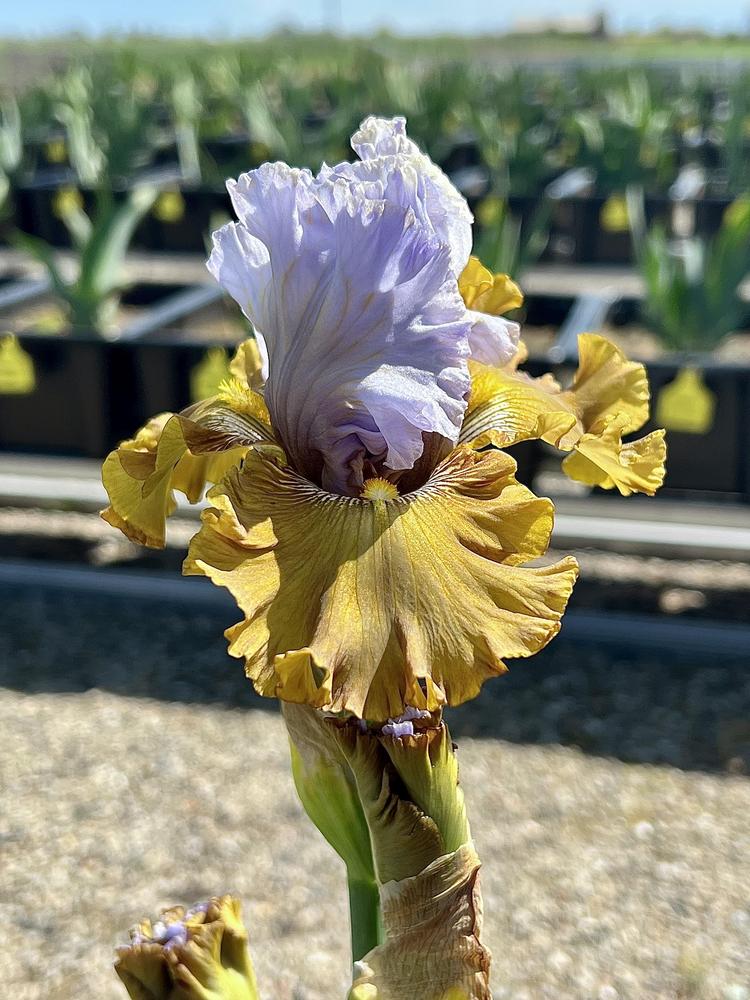 Photo of Tall Bearded Iris (Iris 'Olive Windows') uploaded by LizzyLegs