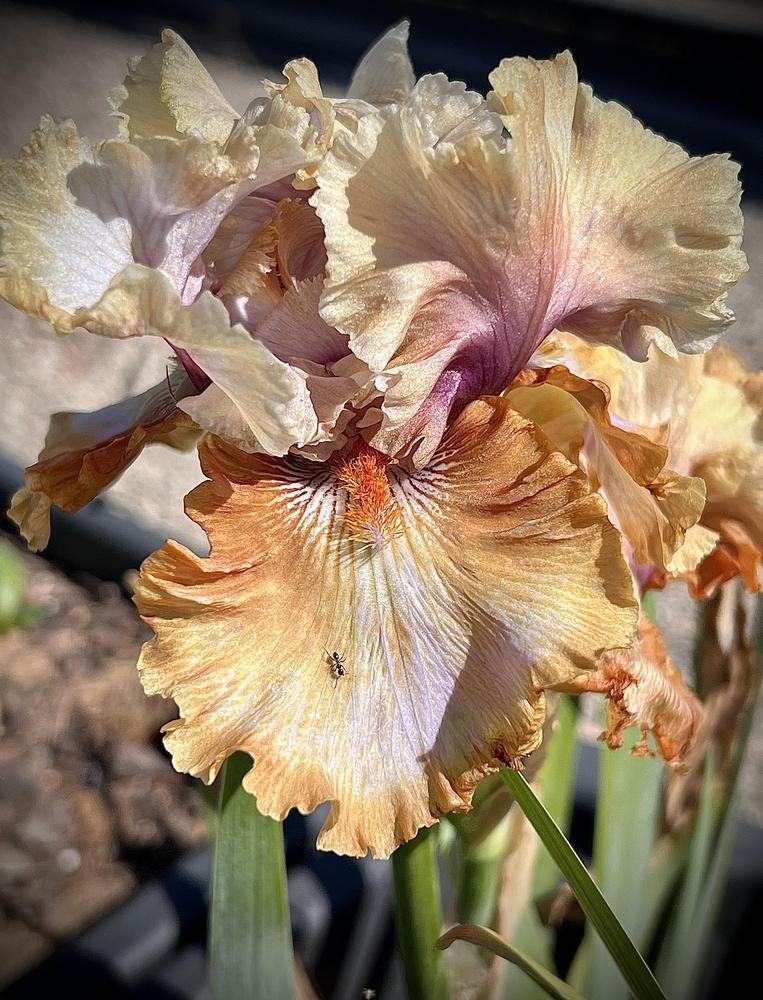 Photo of Tall Bearded Iris (Iris 'Cinderella's Secret') uploaded by LizzyLegs