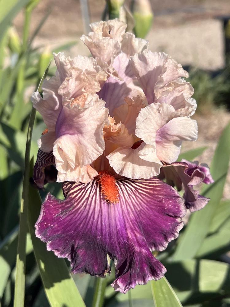 Photo of Tall Bearded Iris (Iris 'Truly Wicked') uploaded by LizzyLegs