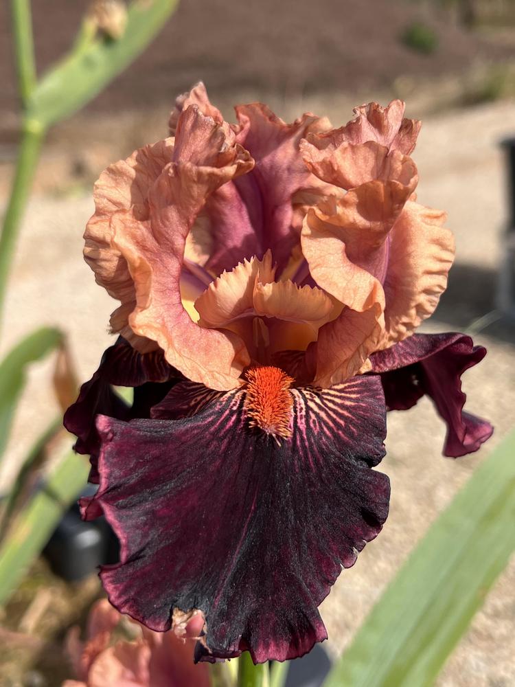 Photo of Tall Bearded Iris (Iris 'Some Like It Hot') uploaded by LizzyLegs