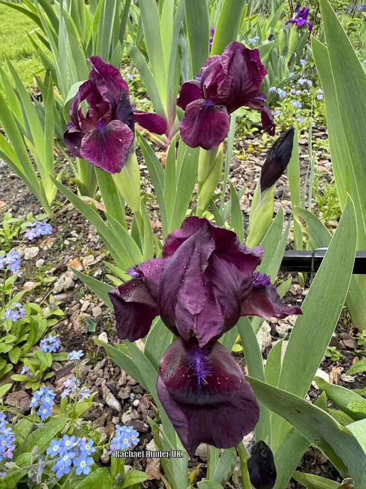 Photo of Standard Dwarf Bearded Iris (Iris 'Cherry Garden') uploaded by RachaelHunter