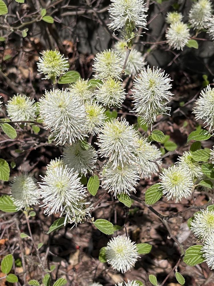 Photo of Dwarf Fothergilla (Fothergilla 'Mount Airy') uploaded by gregnc