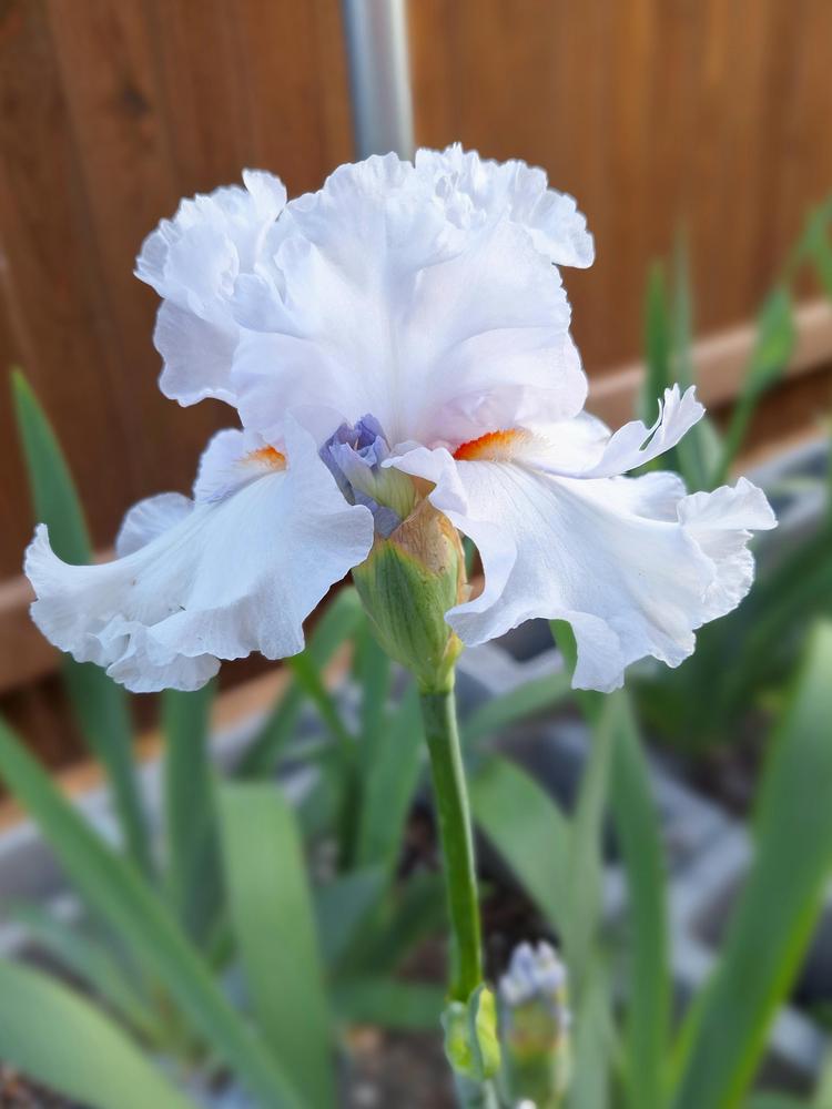 Photo of Tall Bearded Iris (Iris 'Pearls for Girls') uploaded by javaMom