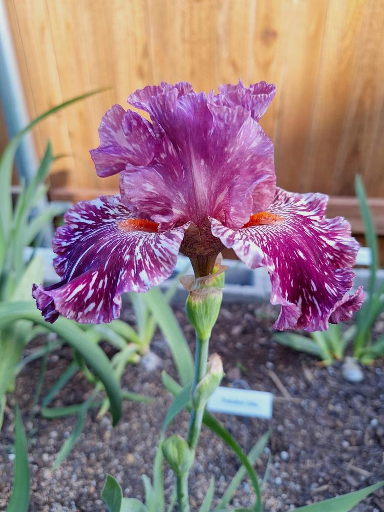 Photo of Tall Bearded Iris (Iris 'Peekaboo Zebu') uploaded by javaMom