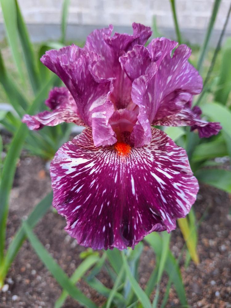 Photo of Tall Bearded Iris (Iris 'Peekaboo Zebu') uploaded by javaMom