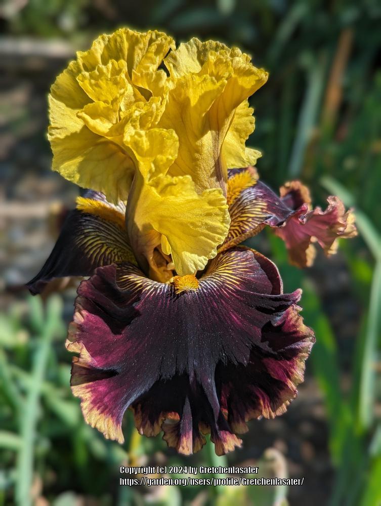 Photo of Tall Bearded Iris (Iris 'Flashinator') uploaded by Gretchenlasater