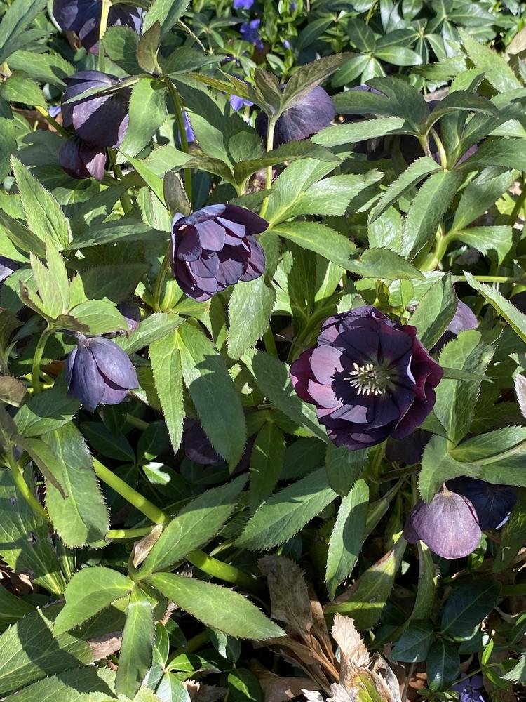Photo of Hellebore (Helleborus Wedding Party™ Dark and Handsome) uploaded by Legalily