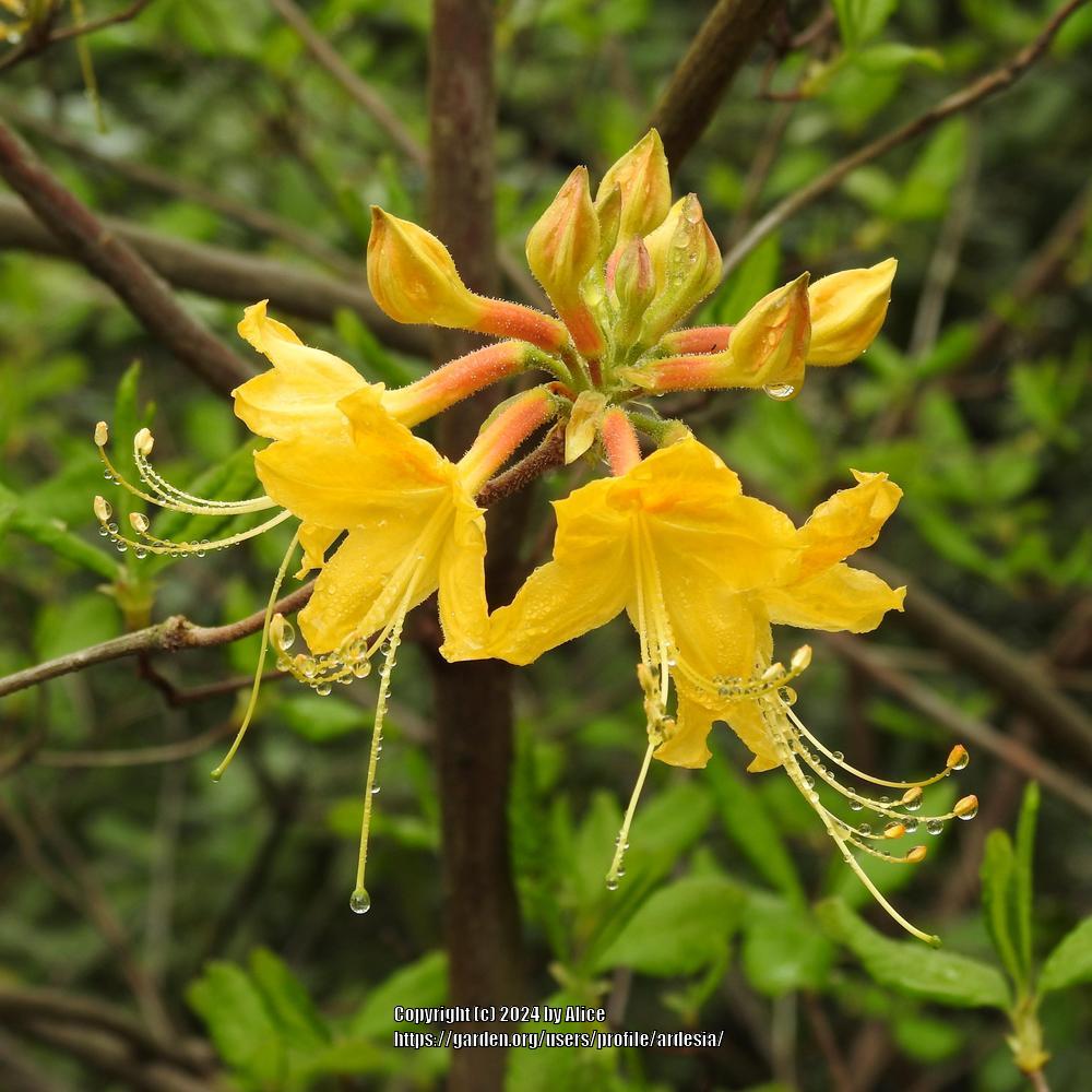 Photo of Florida Flame Azalea (Rhododendron austrinum) uploaded by ardesia
