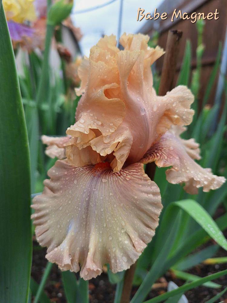 Photo of Tall Bearded Iris (Iris 'Babe Magnet') uploaded by javaMom