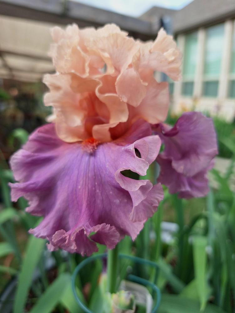 Photo of Tall Bearded Iris (Iris 'Secret Delight') uploaded by javaMom
