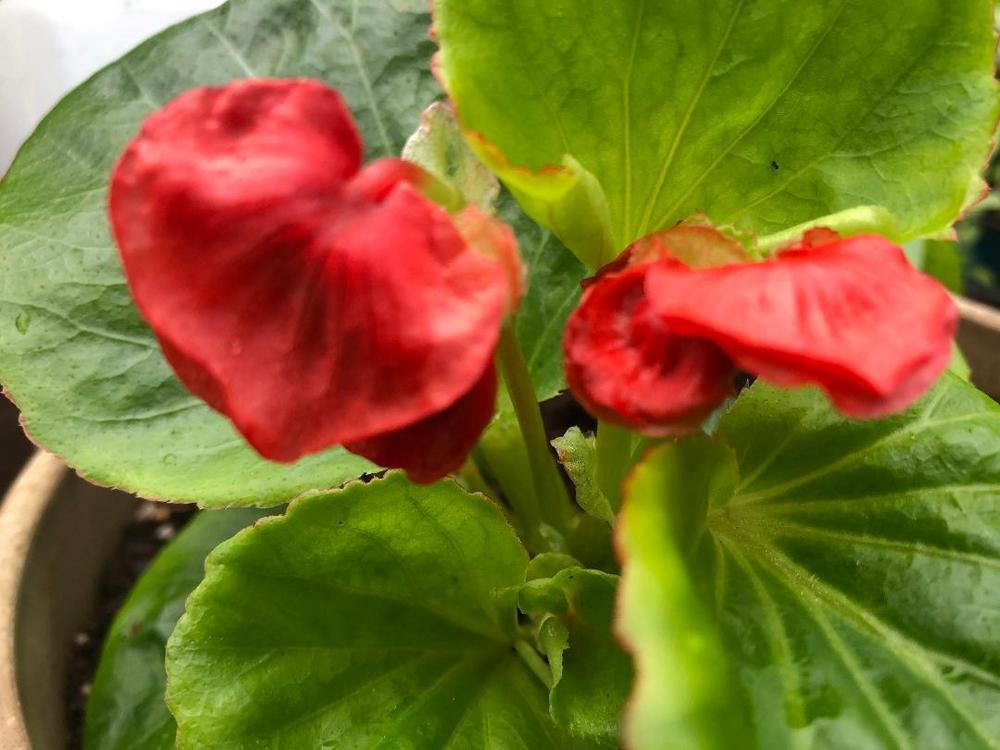Photo of Begonia 'Fiona Red' uploaded by poisondartfrog