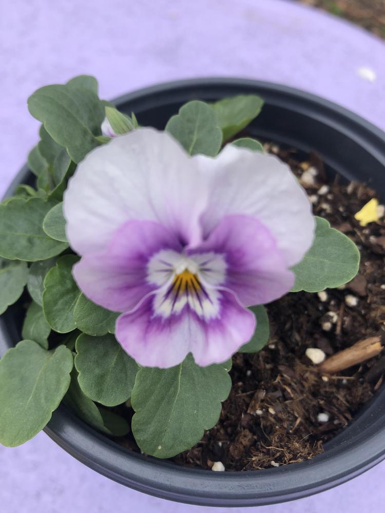 Photo of Violet (Viola cornuta Sorbet® XP Pink Halo) uploaded by poisondartfrog