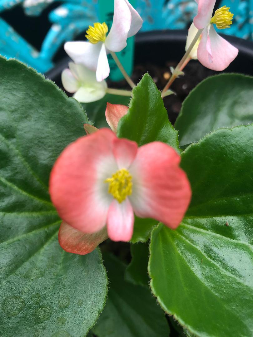 Photo of Begonia Hula™ Bicolor Red White uploaded by poisondartfrog