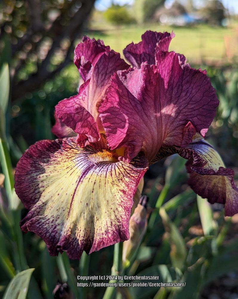 Photo of Tall Bearded Iris (Iris 'Innocent Star') uploaded by Gretchenlasater