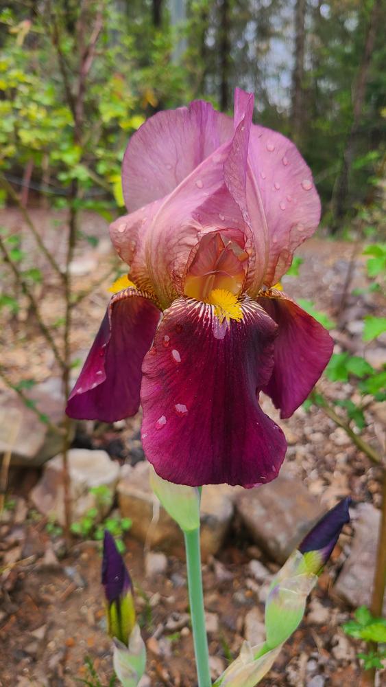 Photo of Tall Bearded Iris (Iris 'Indian Chief') uploaded by LoriMT
