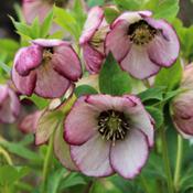 Hellebore 'French Kiss'