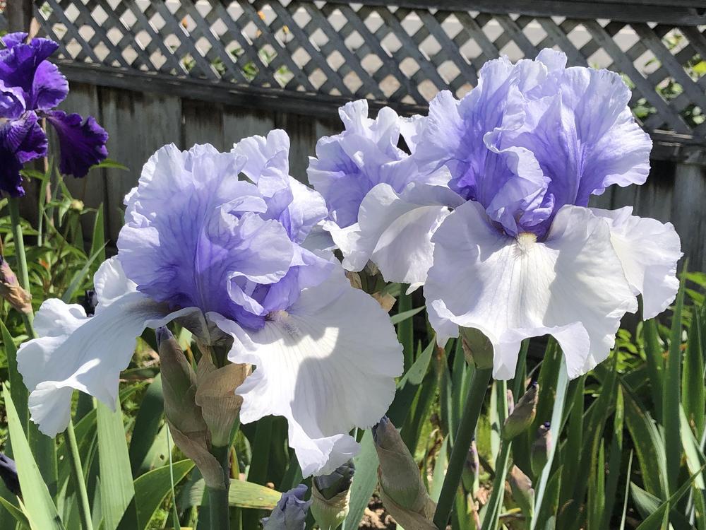 Photo of Tall Bearded Iris (Iris 'Tullyherron') uploaded by AndreaD