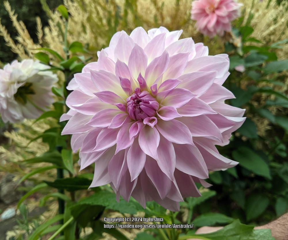 Photo of Dahlia 'Annes Delight' uploaded by Australis
