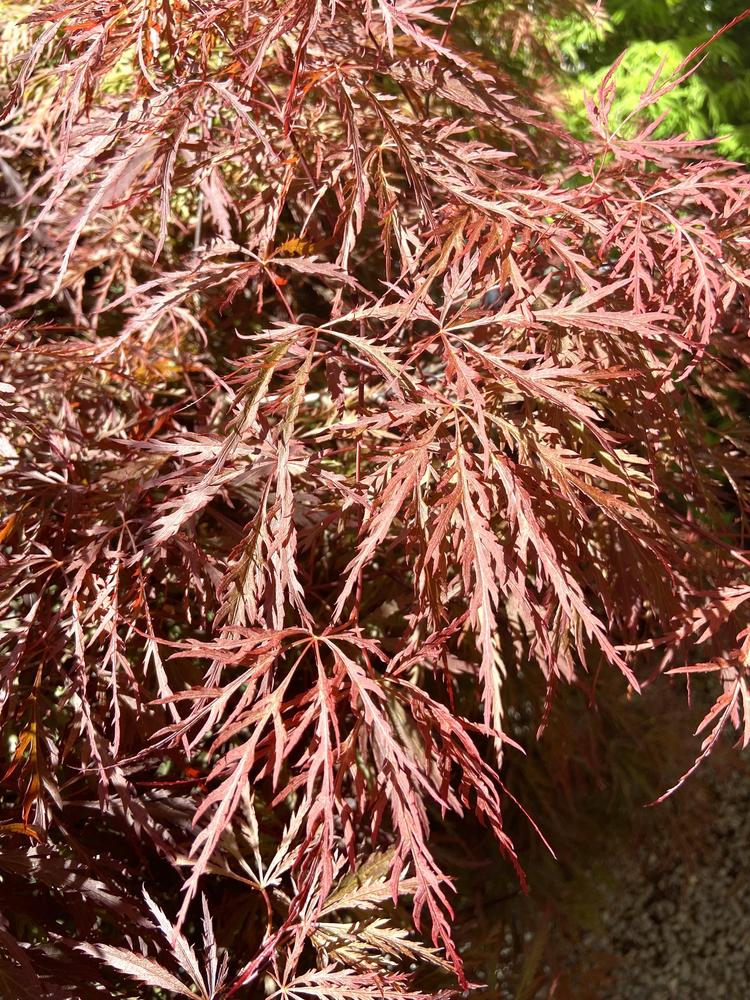 Photo of Cutleaf Japanese Maple (Acer palmatum 'Red Dragon') uploaded by Calif_Sue