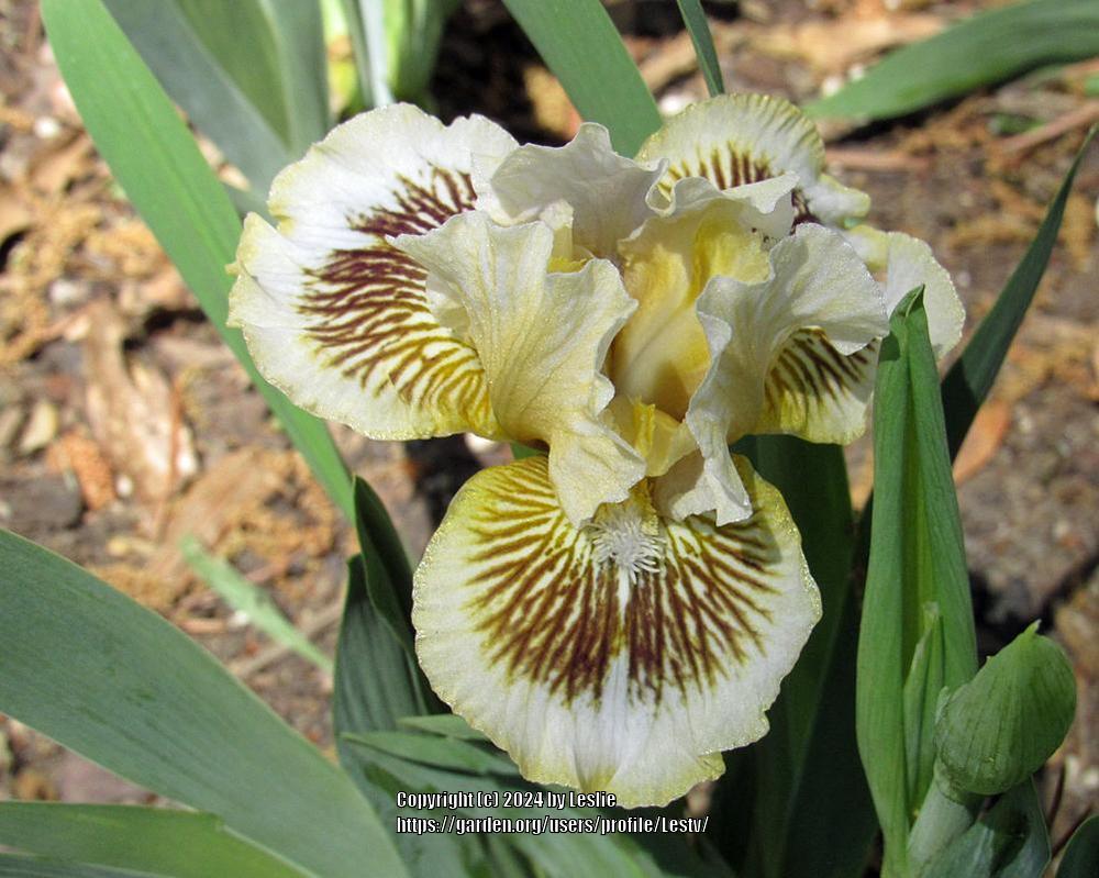 Photo of Standard Dwarf Bearded Iris (Iris 'Zaa Zaa Zing') uploaded by Lestv