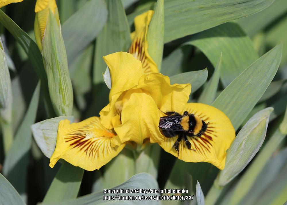 Photo of Standard Dwarf Bearded Iris (Iris 'Eyebright') uploaded by Valery33