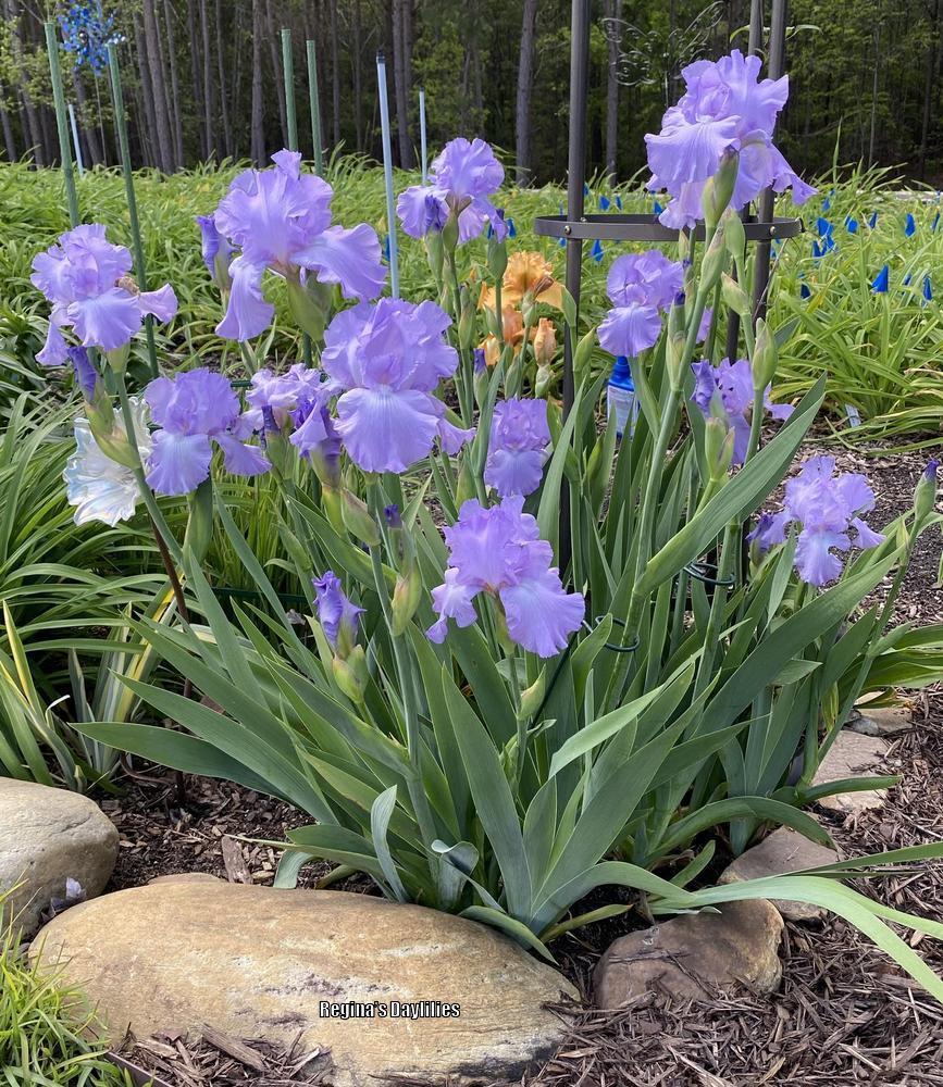 Photo of Tall Bearded Iris (Iris 'Mary Frances') uploaded by scflowers
