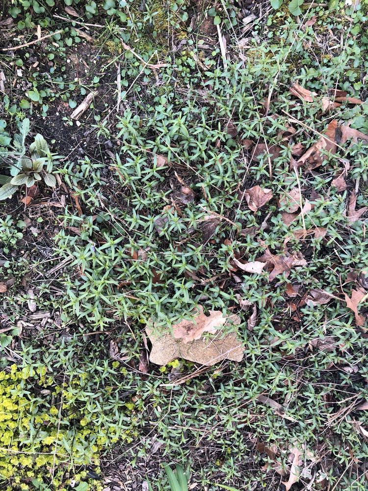 Photo of Narrowleaf Mountain Mint (Pycnanthemum tenuifolium) uploaded by sedumzz