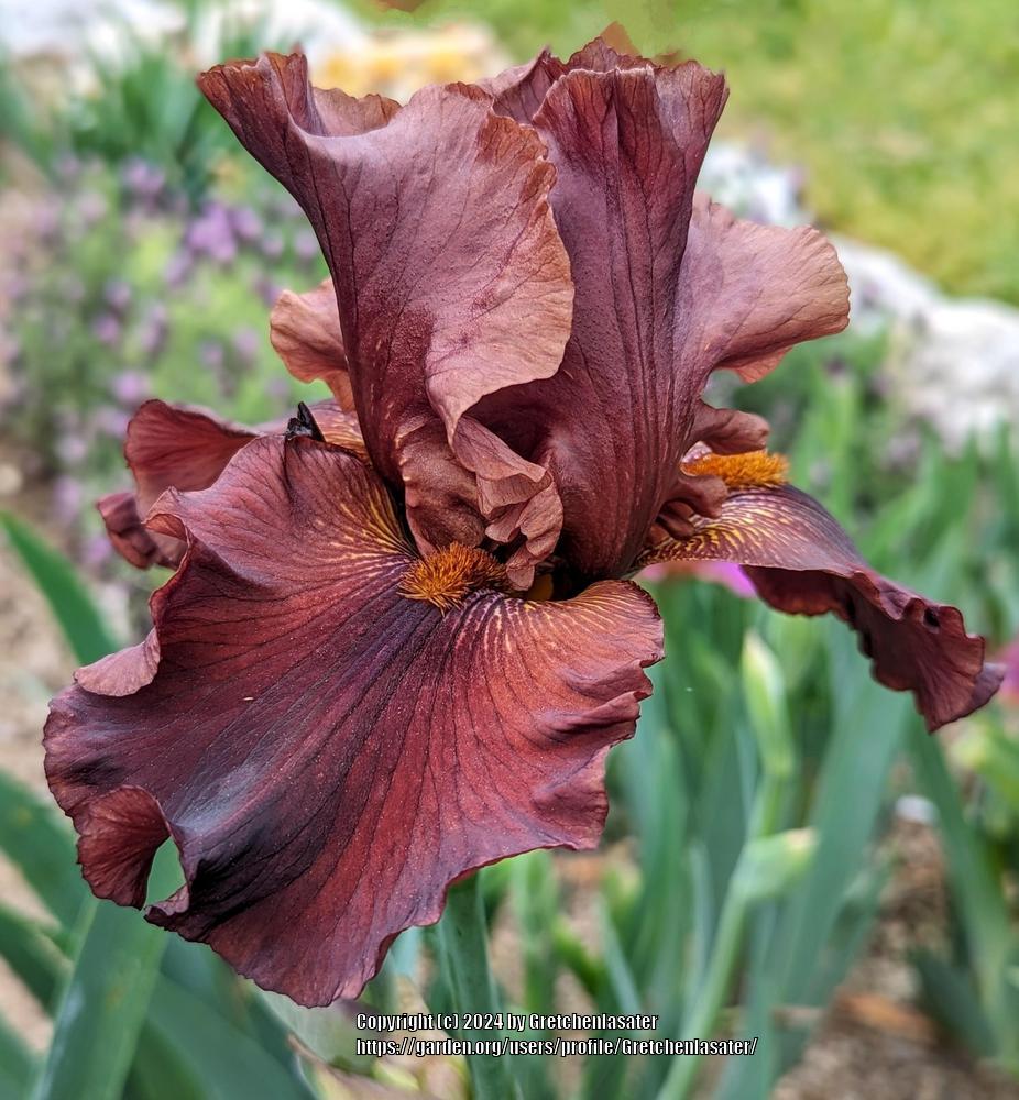 Photo of Tall Bearded Iris (Iris 'Chocolate Ecstasy') uploaded by Gretchenlasater