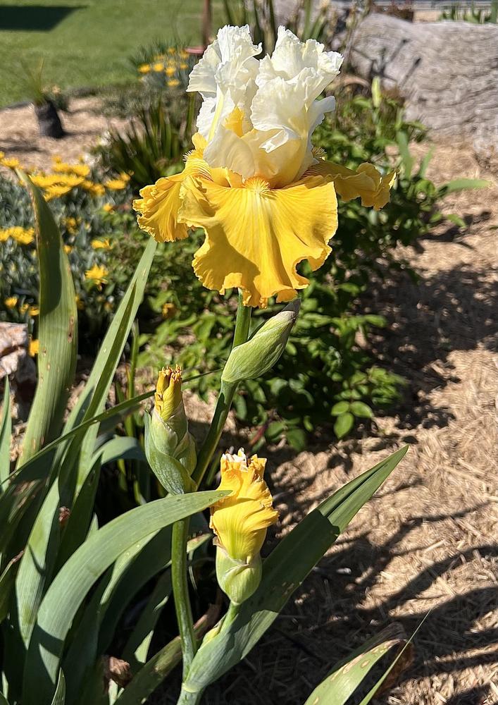 Photo of Tall Bearded Iris (Iris 'Alpine Harmony') uploaded by LizzyLegs