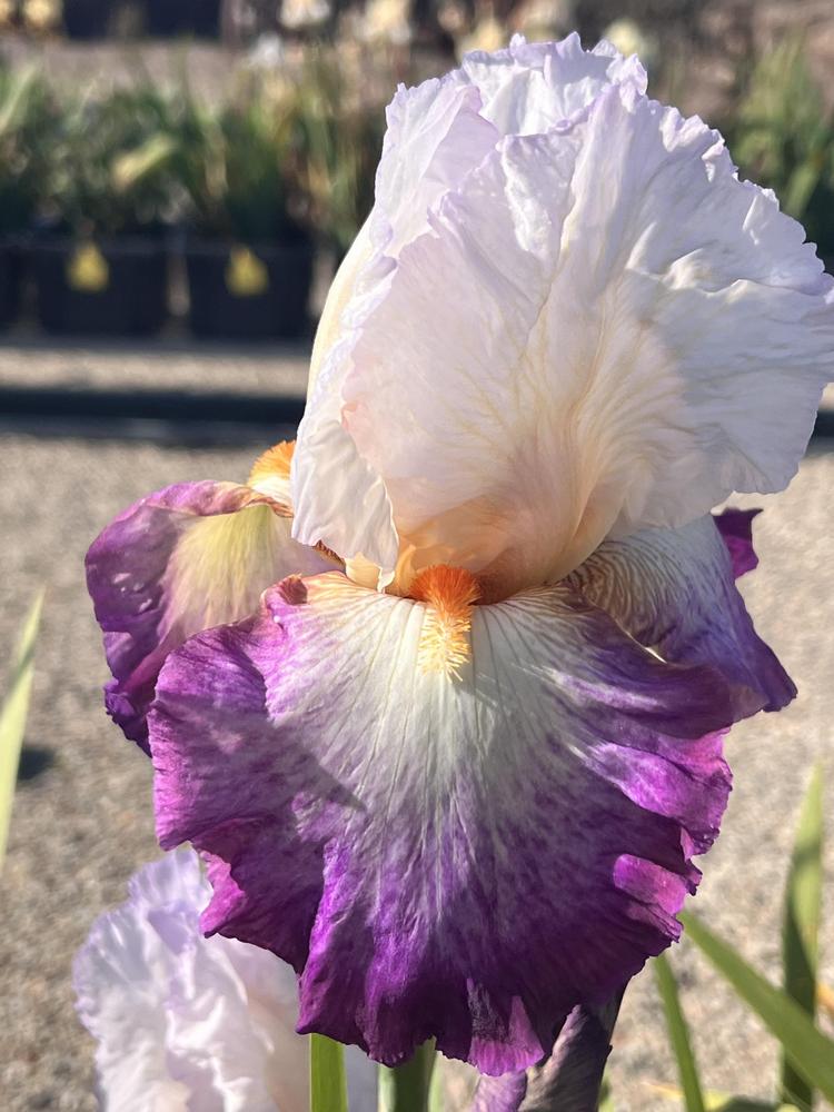 Photo of Tall Bearded Iris (Iris 'Bold Fashion') uploaded by LizzyLegs