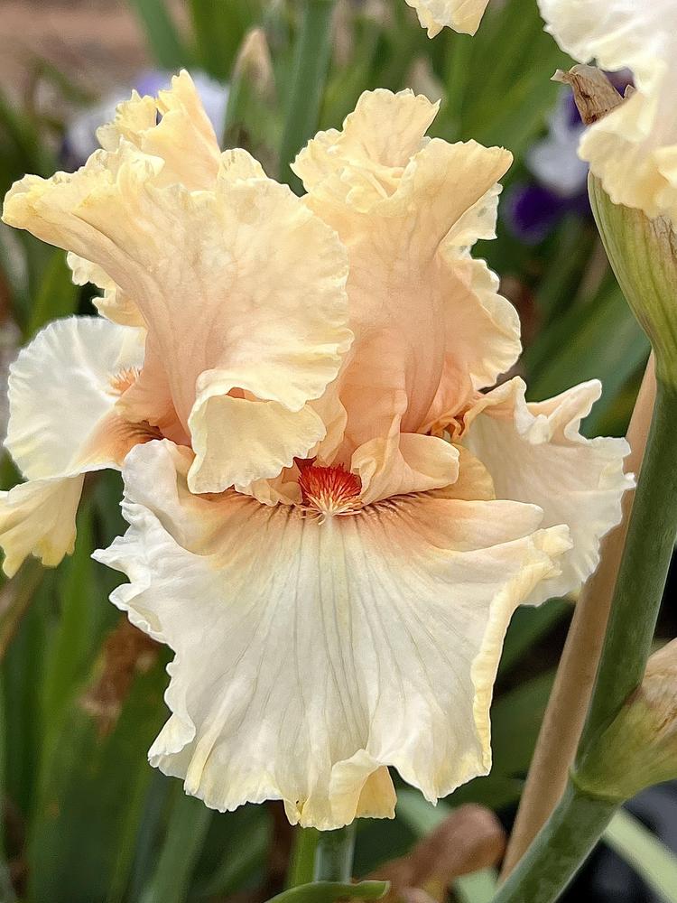 Photo of Tall Bearded Iris (Iris 'Strawberry Champagne') uploaded by LizzyLegs