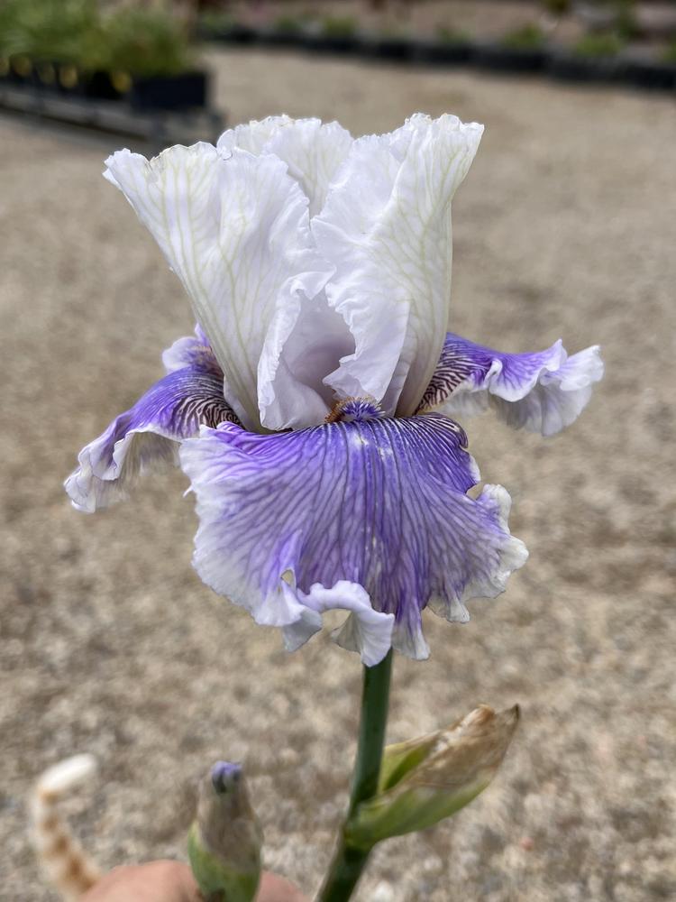 Photo of Tall Bearded Iris (Iris 'Gallic Softness') uploaded by LizzyLegs