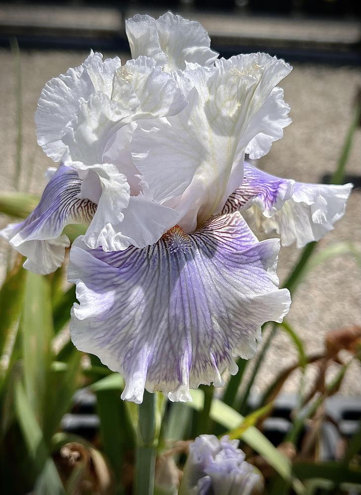 Photo of Tall Bearded Iris (Iris 'Gallic Softness') uploaded by LizzyLegs
