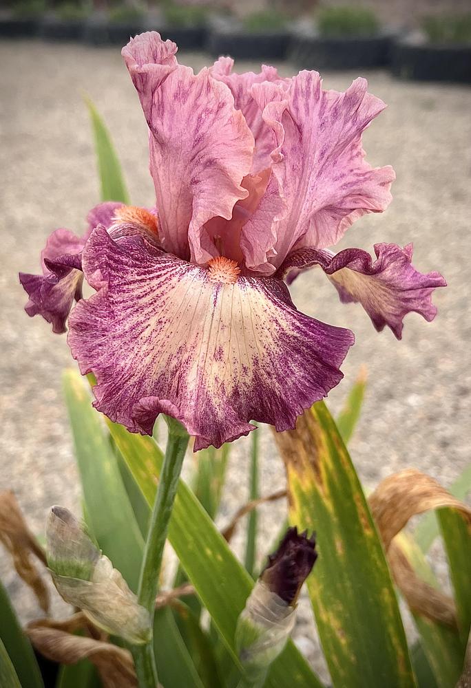 Photo of Tall Bearded Iris (Iris 'Musician') uploaded by LizzyLegs