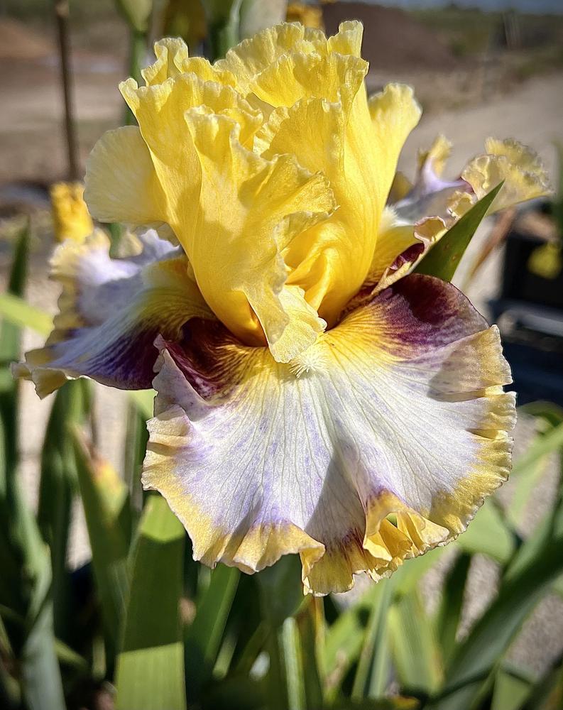Photo of Tall Bearded Iris (Iris 'Colour Bazaar') uploaded by LizzyLegs