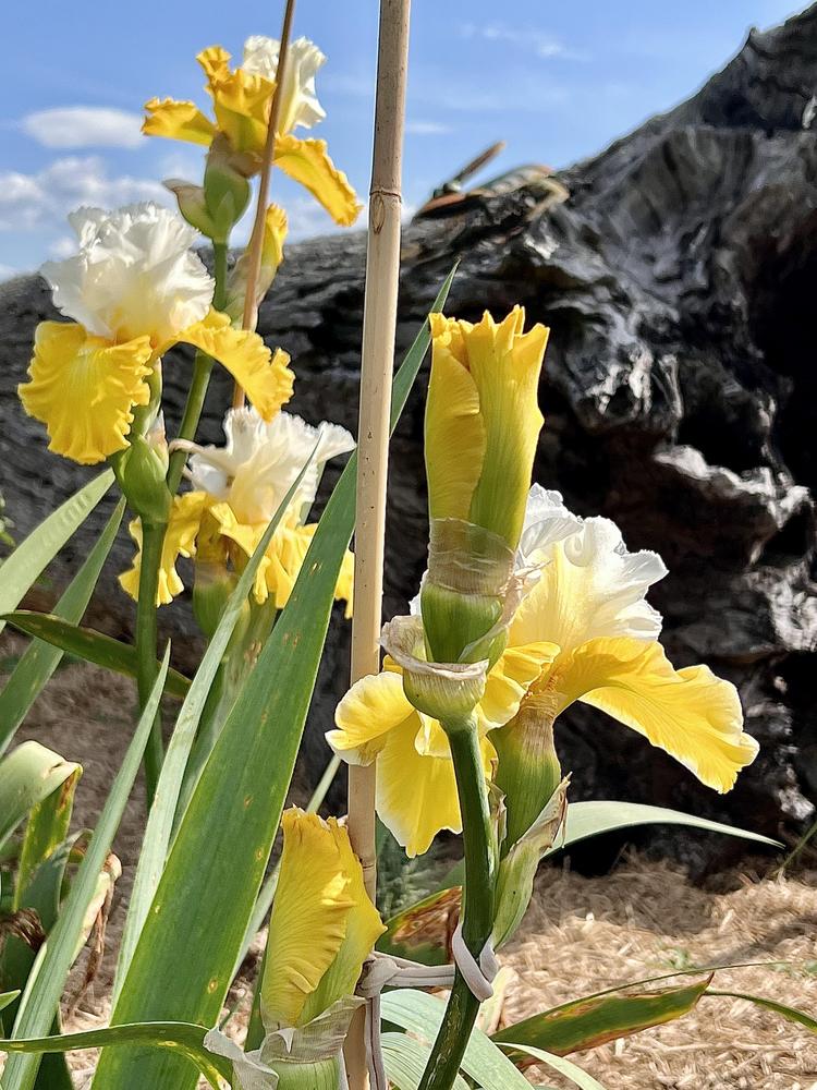Photo of Tall Bearded Iris (Iris 'Alpine Harmony') uploaded by LizzyLegs