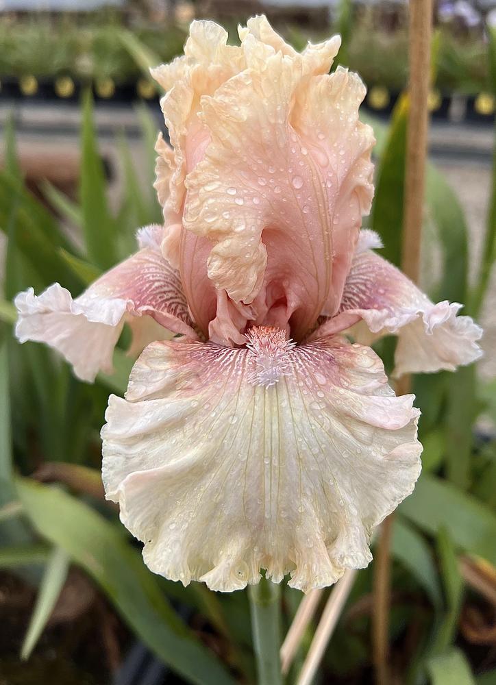 Photo of Tall Bearded Iris (Iris 'Shy Girl') uploaded by LizzyLegs
