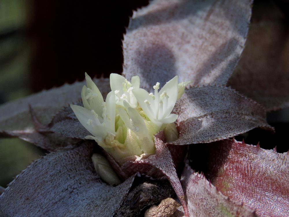 Photo of Earth Star (Cryptanthus 'Charlien Rose') uploaded by plantladylin