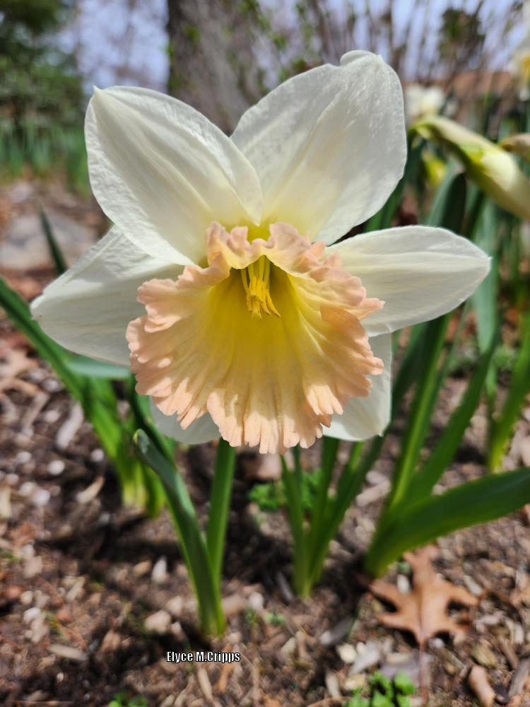 Photo of Trumpet Daffodil (Narcissus 'British Gamble') uploaded by ElyceC