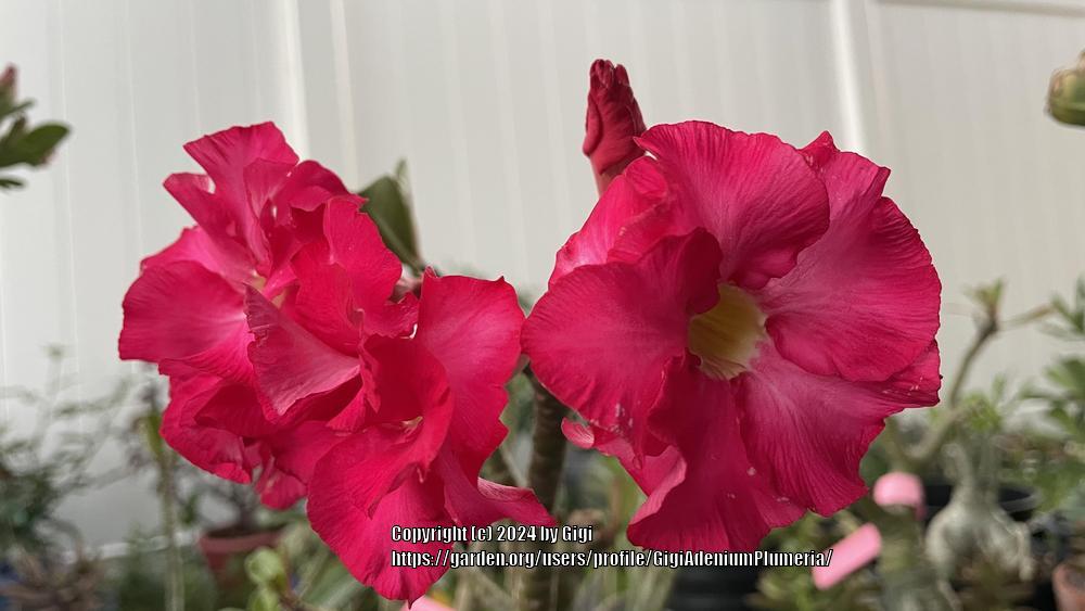 Photo of Desert Rose (Adenium 'Shocking Pink') uploaded by GigiAdeniumPlumeria