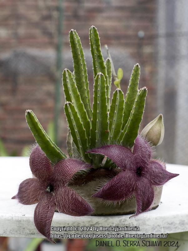 Photo of Starfish Cactus (Ceropegia grandiflora) uploaded by Huertayjardineria