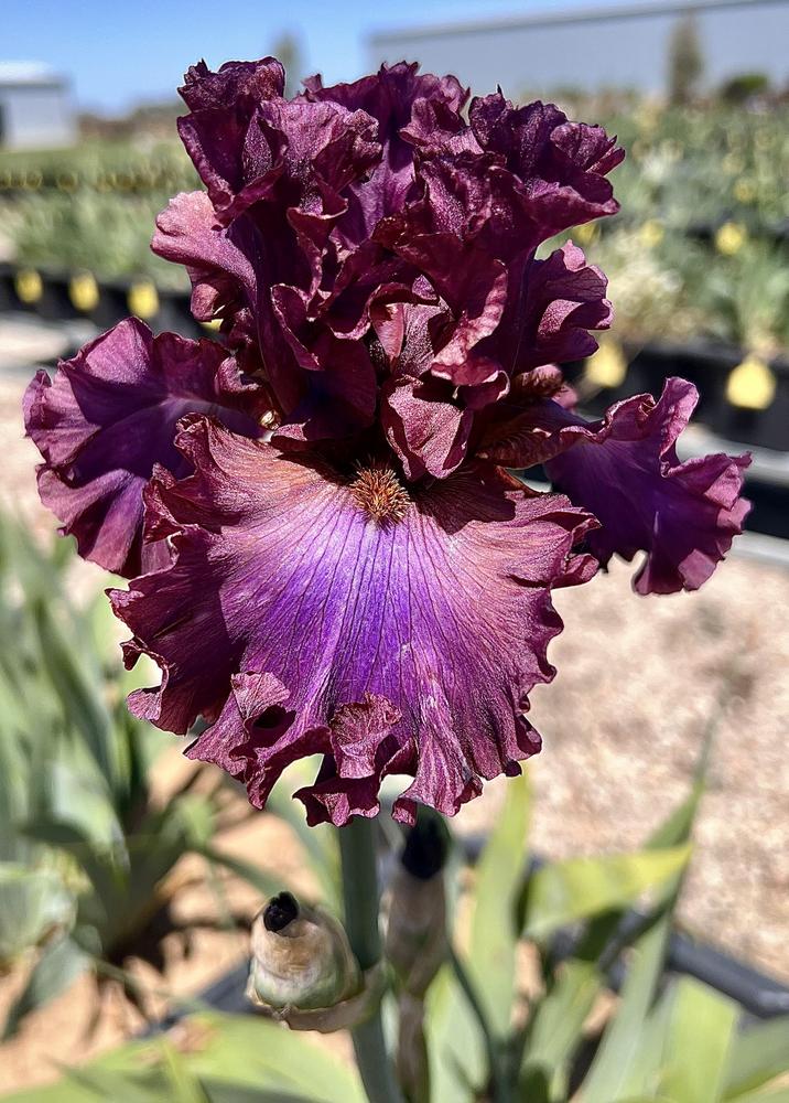 Photo of Tall Bearded Iris (Iris 'Dash of Burgundy') uploaded by LizzyLegs
