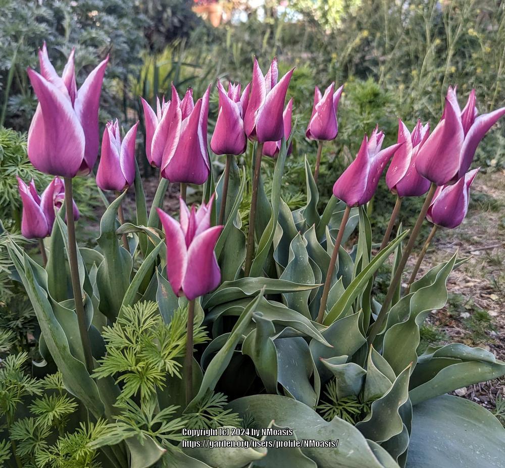 Photo of Lily Flowering Tulip (Tulipa 'Claudia') uploaded by NMoasis