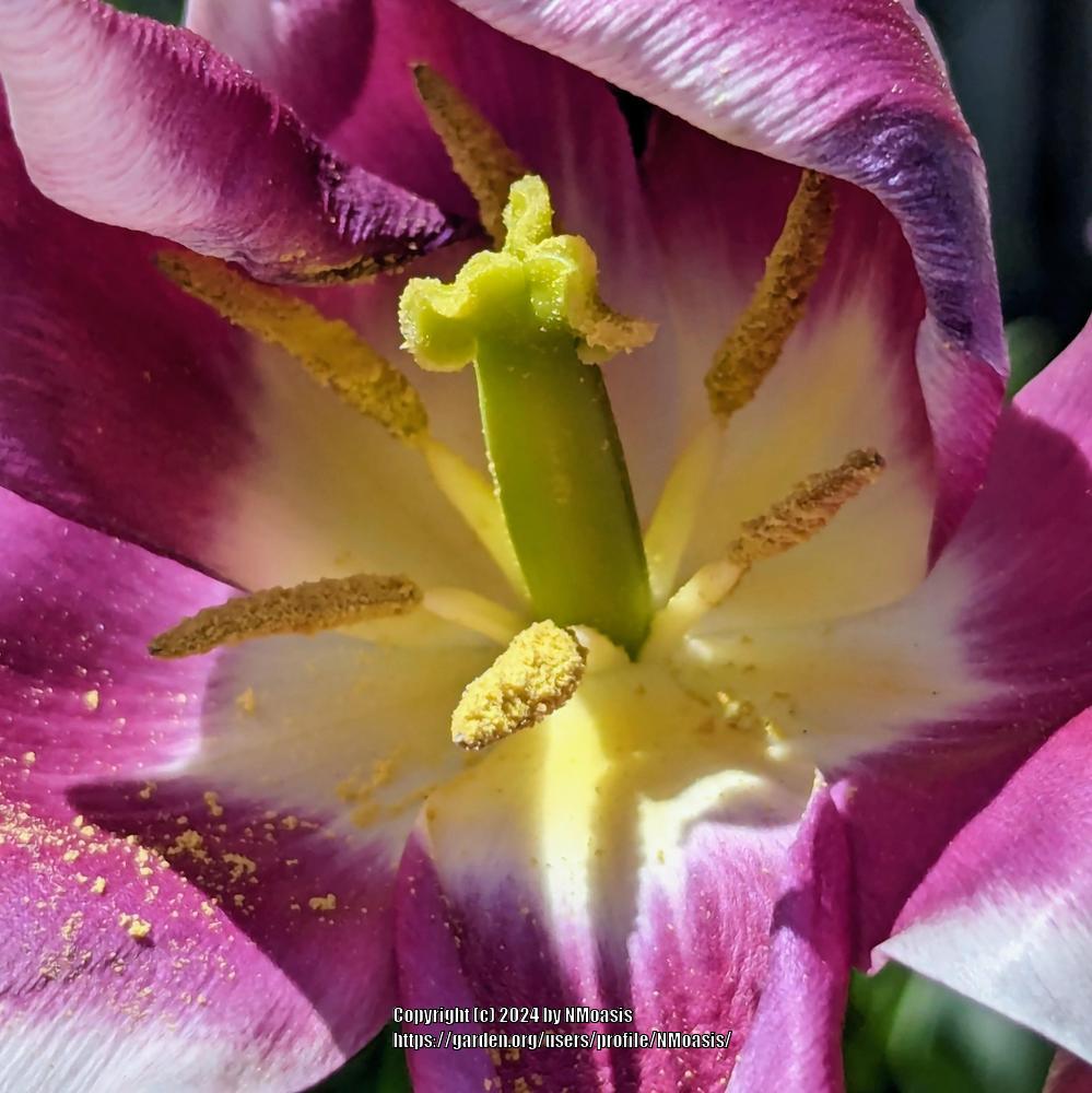 Photo of Lily Flowering Tulip (Tulipa 'Claudia') uploaded by NMoasis