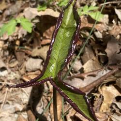 Location: My garden in St Louis
Date: 2024-04-12
Emerging foliage unfolds with striking shiny purple reverse. My p