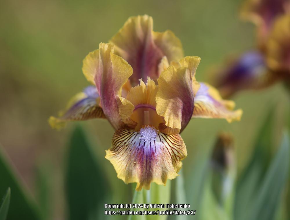 Photo of Standard Dwarf Bearded Iris (Iris 'Kewlopolis') uploaded by Valery33