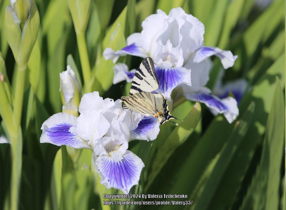 Photo of Standard Dwarf Bearded Iris (Iris 'Open Your Eyes') uploaded by Valery33